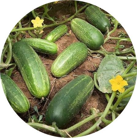 Cucumber F1 Samiyra